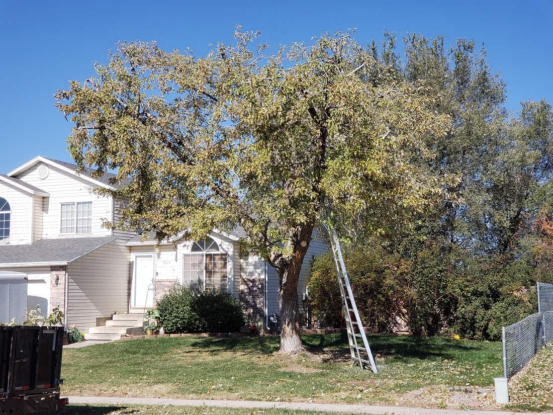 Large residential shade tree beside a house after pruning, with a ladder against the trunk